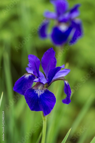 Obraz Siberian Iris