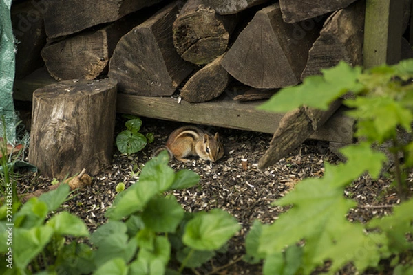 Fototapeta Chipmunk
