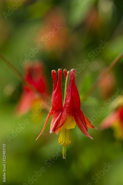 Obraz Columbine
