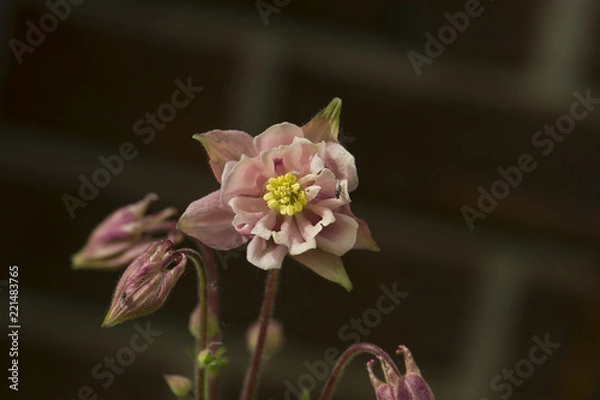 Obraz Columbine