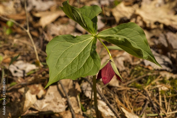Obraz Spider on Purple Trillium