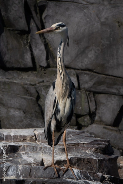 Obraz great blue heron