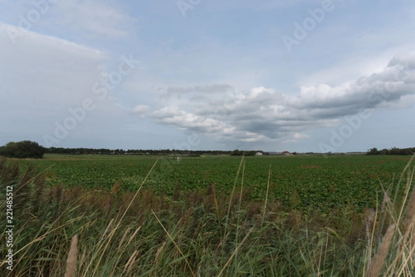 Fototapeta Field with sky