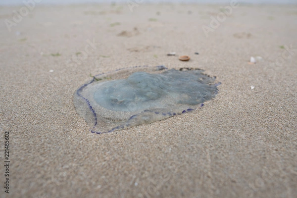 Obraz Weird ocean creature on beach