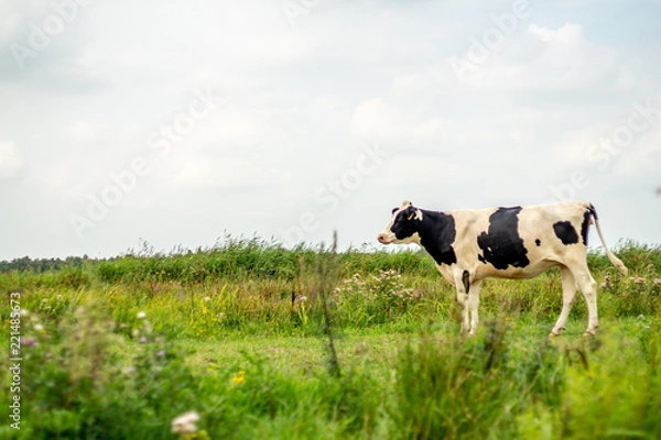 Obraz Cow in field
