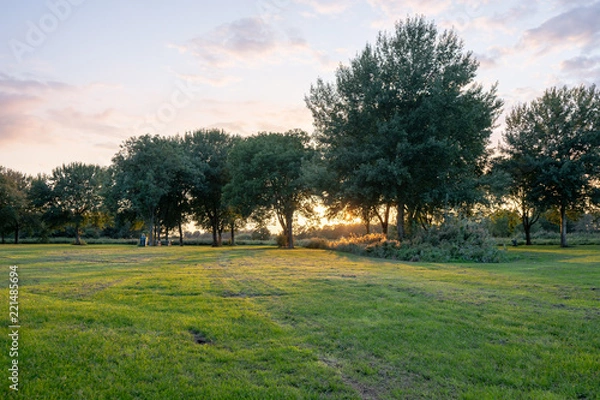 Obraz Light trough trees