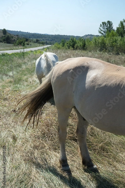 Fototapeta White horse tail close up