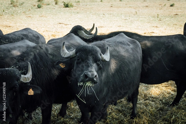 Obraz black calf eating herb