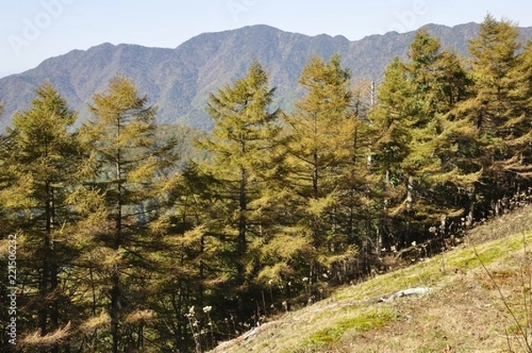 Fototapeta 黄葉のカラマツ林と奥秩父山塊