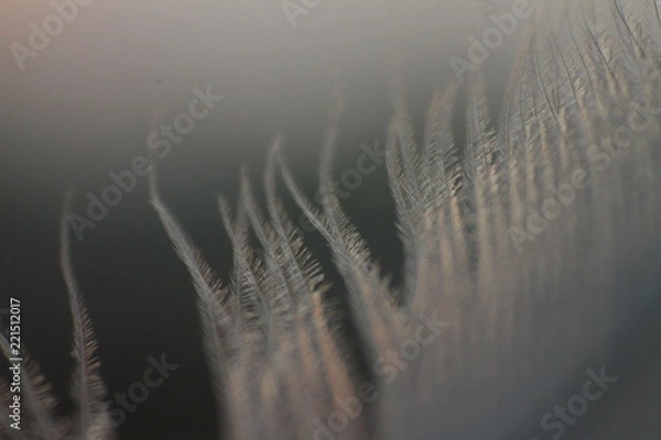 Obraz feather