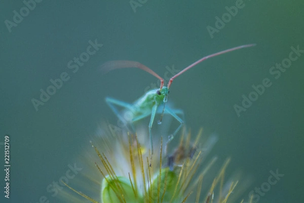 Obraz little green bug: head