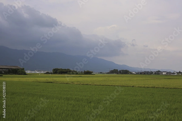 Obraz 田園風景　田んぼ