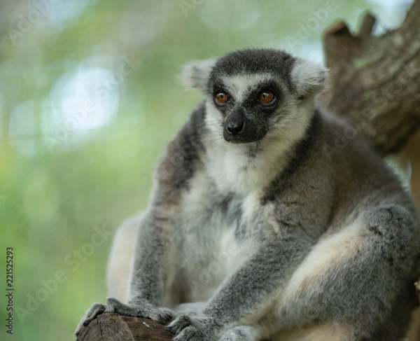 Obraz ringtailed lemur has spotted something interesting