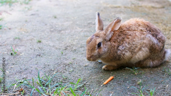 Fototapeta うさぎ　にんじん