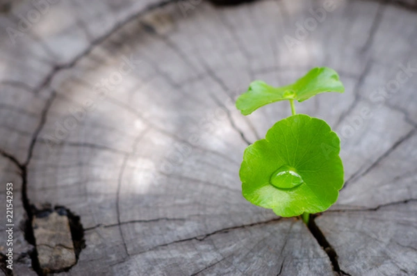Obraz new green leaf born on old tree, water drop on new green leaf ,nature stock photo.