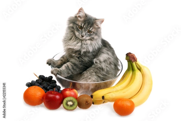 Fototapeta cat with fruit
