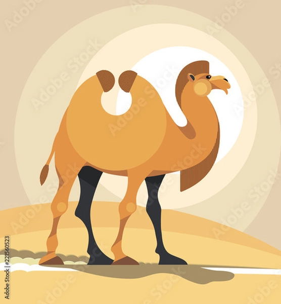 Fototapeta Camel
