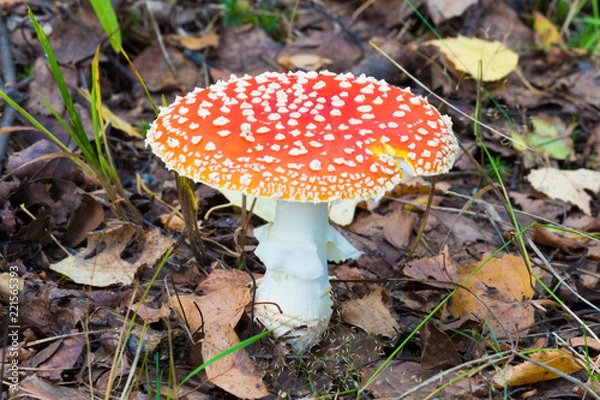 Fototapeta The alone agaric mashroom among the grass and old leaves in the forest. The natural summer or autumn landscape