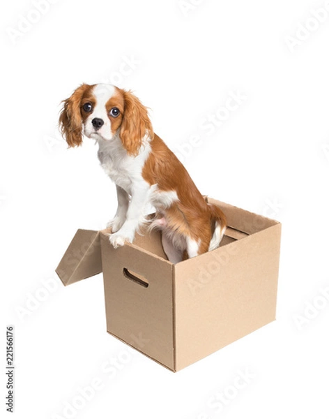 Obraz Cavalier king charles spaniel puppy in the cardboard box.