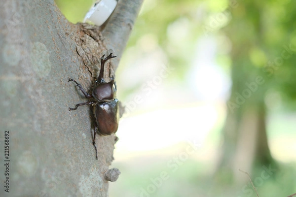 Fototapeta カブトムシのオス