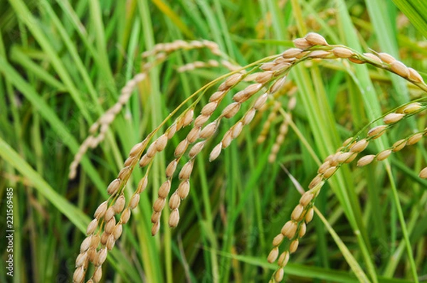 Fototapeta 秋の稲穂