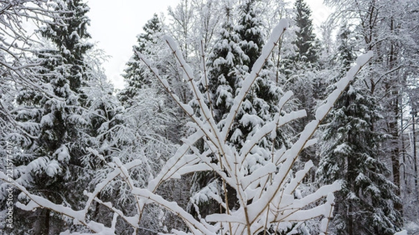 Fototapeta Russian forest in the frosty January day after the strongest snow blizzard. All last night it was snowing, which was accompanied by a strong north wind. Santa Claus sent the next winter gift for Xmas