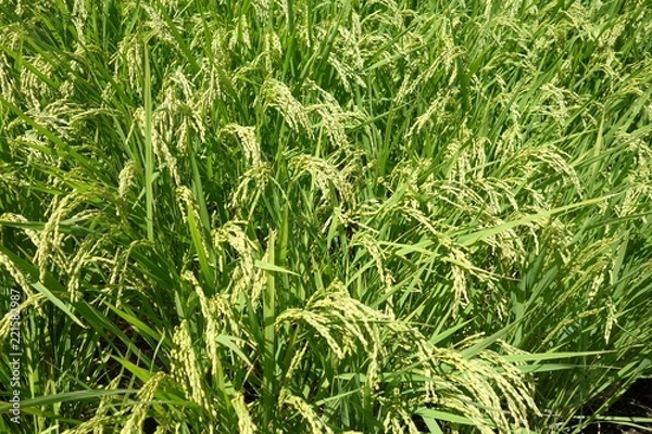 Fototapeta 夏の稲穂