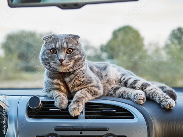 Obraz Young gorgeous scottish fold male cat lays on car panel. Travelling with pets concept.