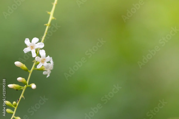 Fototapeta White flowers on the branches To the right of the image Has a green background There is space on the right.