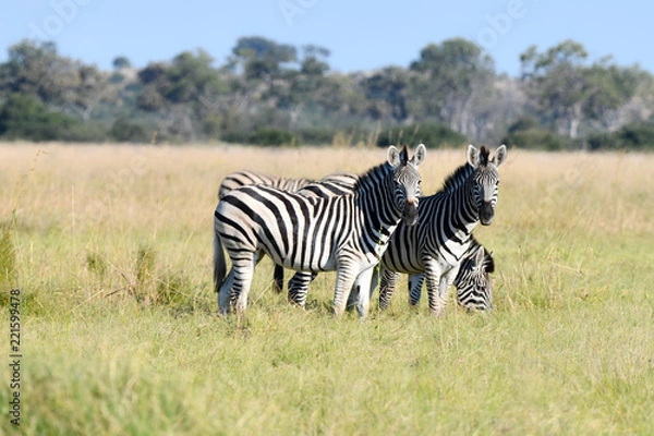 Obraz Zebras in Botswana