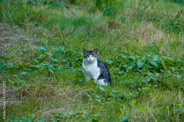 Fototapeta beautiful wildcat with white legs and black back watching you while sitting on the grass