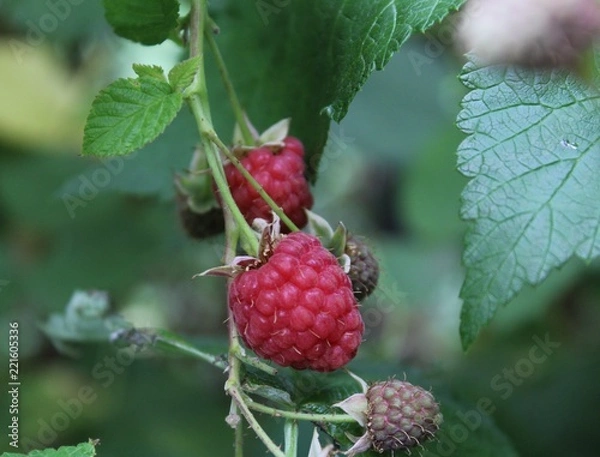 Obraz raspberry on a branch