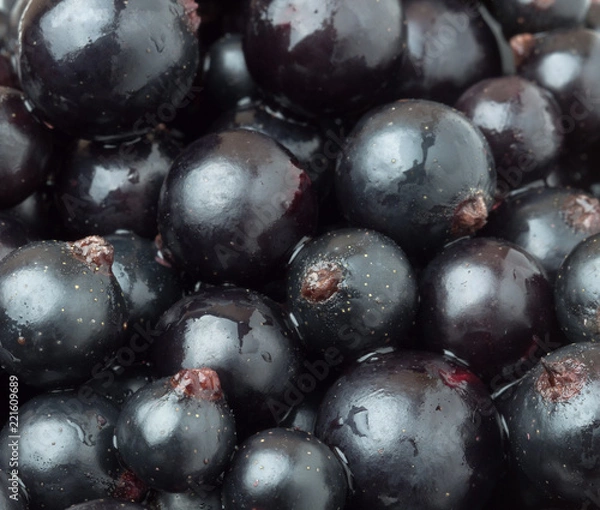 Obraz black currant berry close-up