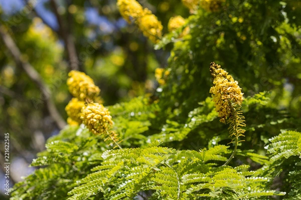 Obraz Tree yellow flower