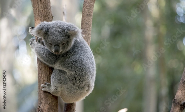 Obraz joey koala