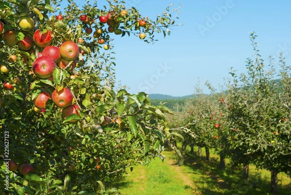 Obraz Apple orchard