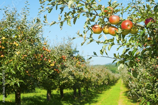 Obraz Apple orchard