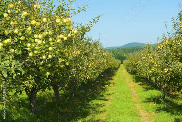 Obraz Apple orchard