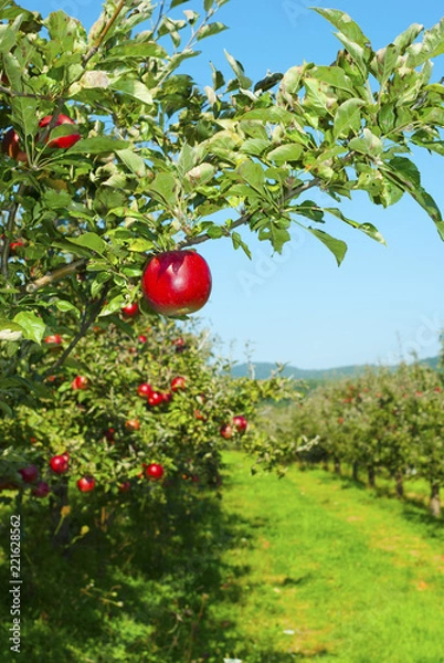 Obraz Apple orchard