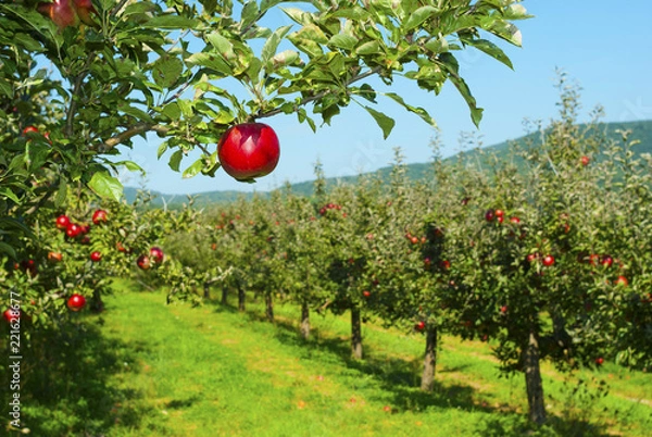 Obraz Apple orchard