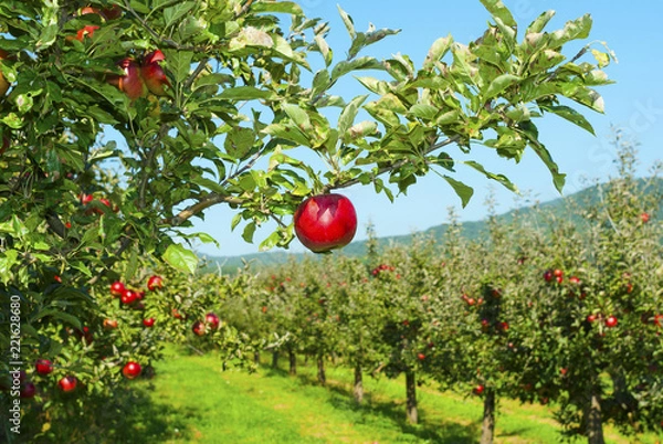 Obraz Apple orchard