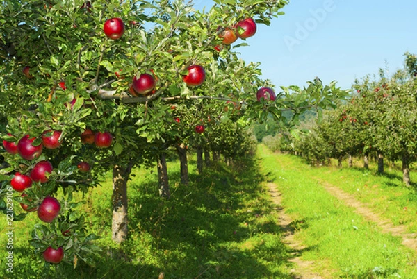 Obraz Apple orchard