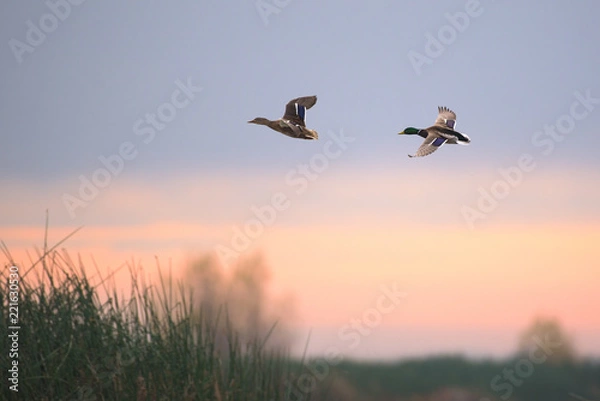Obraz Ducks flying above grass at sunset