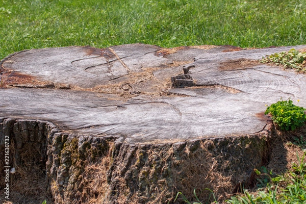 Obraz tree stump