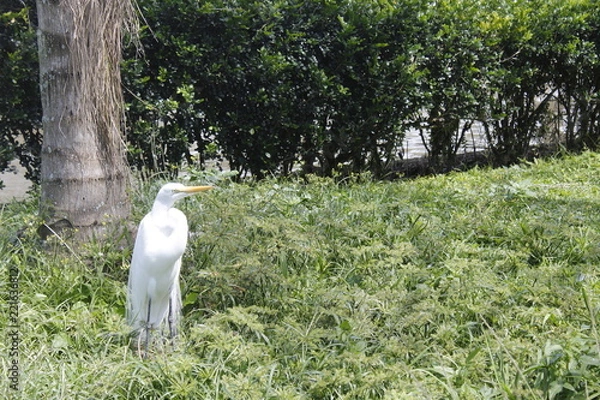 Fototapeta heron