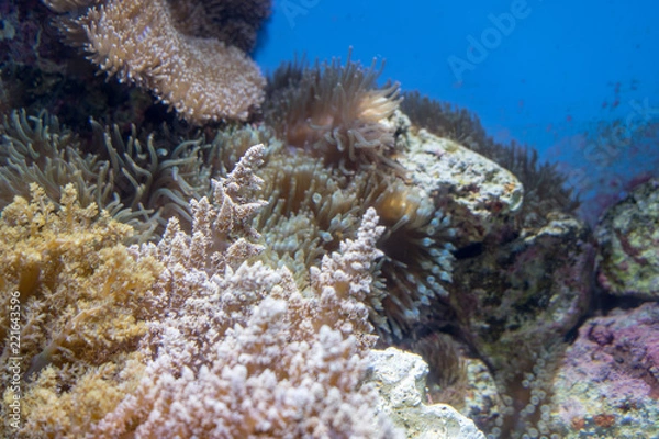 Fototapeta coral reef