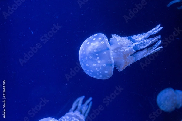 Fototapeta blue jellyfish