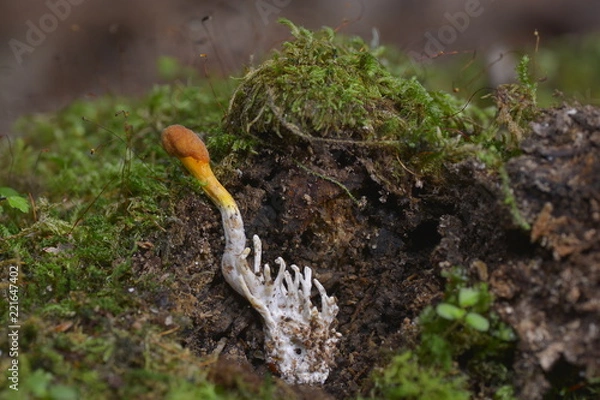 Obraz コガネムシタケ