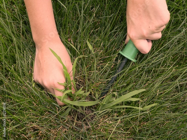 Obraz removing crabgrass