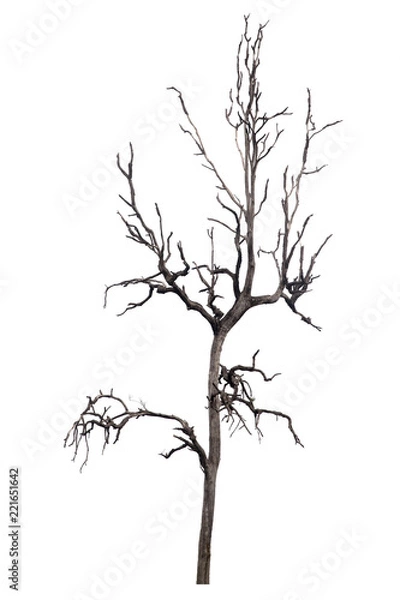 Obraz Dead tree isolated on white background Suitable for use.